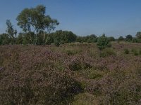 NL, Noord-Brabant, Boxtel, Brandven 9, Saxifraga-Jan van der Straaten